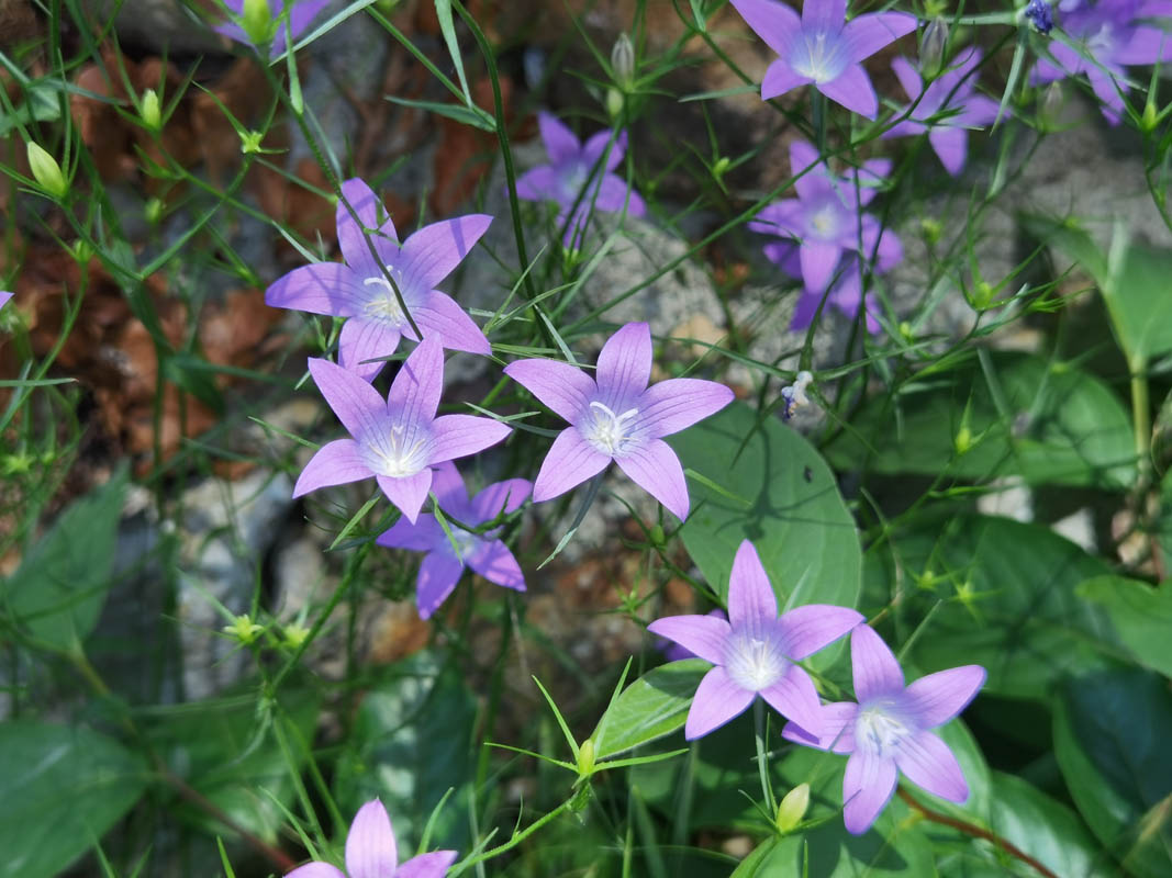 Campanula patula 2